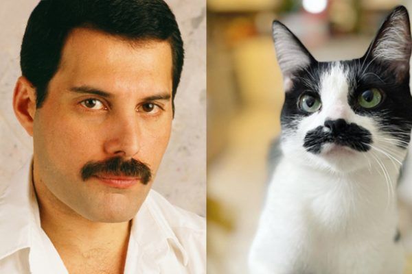 Gato se vuelve viral por su parecido con Freddie Mercury